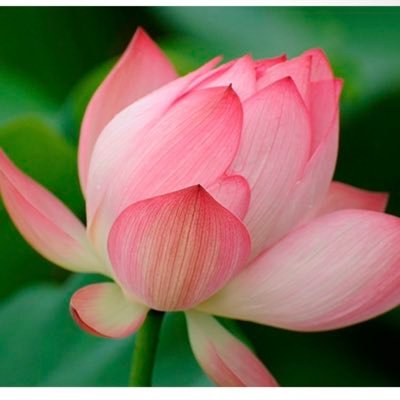 Alice8835483761's profile picture