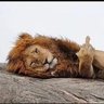 Sahara's profile picture