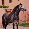 سلطان الذكري / ابومتعب profil fotoğrafı
