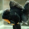 pearlscale profil fotoğrafı