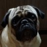 Arandhur's profile picture