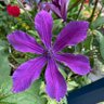 Фото профиля 木花咲耶