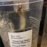 Wasp Cup Wasp C Wascup Waxp Cup profil fotoğrafı