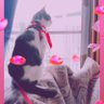 クロトビ's profile picture