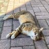 盧曉曉 profil fotoğrafı
