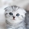 Profilbild von ノーティ・キティ