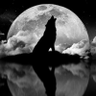 Фото профиля animal1st