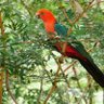 Фото профиля KingParrot