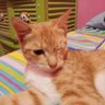 📌tukang nyimak✨ profil fotoğrafı