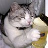 猫の秘書左衛門🌃💅【ねこの】's profile picture