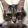 みかん profil fotoğrafı