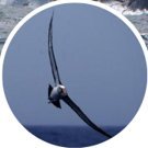 BirdLife Marine's profile picture
