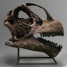 Фото профиля fish&fossils