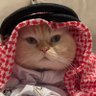 Profilbild von Abu Kitten Al Meowi