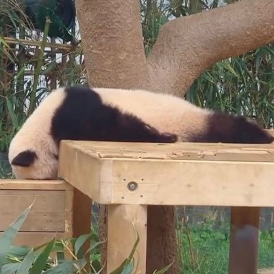 myomo33's profile picture
