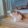 Фото профиля 猫とカフェが好き