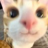 jeff 的头像