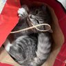 kittyvicky ็ๅคดๅ