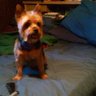 Sparkys Dad 的头像