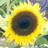 Profilbild von flora7