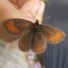 Erebia christi 的头像