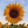 Licenciada - Anticomunista 🇨🇱's profile picture