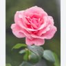 Фото профиля Dk