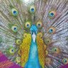 Фото профиля Rei pavão