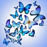 Papillon 🦋's profile picture