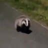 skunks profil fotoğrafı