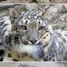 Фото профиля ThePearlWithNoPeers