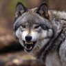 JusticeWolf🛡️🐺 的头像