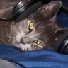 Colossus's profile picture