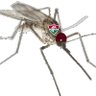 Mosquito tricolor profil fotoğrafı
