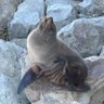 Sealion Dude profil fotoğrafı