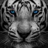 Profilbild von JT THOMPSON