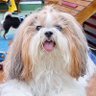 luizSp's profile picture