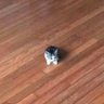 smol cat profil fotoğrafı