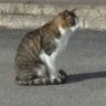 急洲【キュース】 的头像