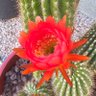 Cactus Cuddler's profile picture