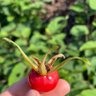 Shilan profil fotoğrafı