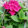 わたしの願い🌈(トランス差別に反対)🌻🍉 的头像