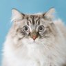 NIAZAWA profil fotoğrafı