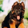 Profilbild von meko ford