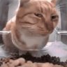 Norbert profil fotoğrafı