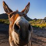 El burro's profile picture