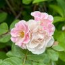 Фото профиля flower