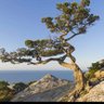 Juniper profil fotoğrafı