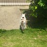 キリリンピ( ・ิω・ิ)工房 profil fotoğrafı