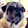 Lily, Annie, Angels Spencer, LuLu, & Tanner!'s profile picture
